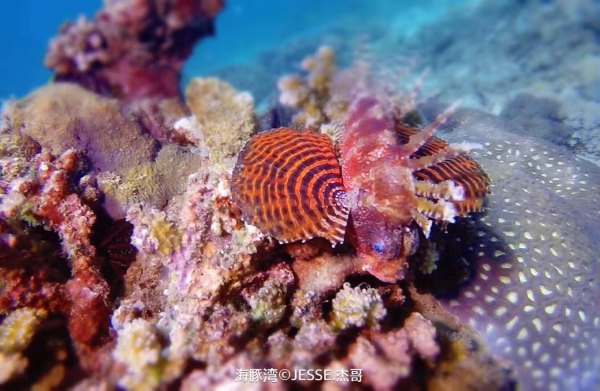 菲律宾姑娘多点温柔，一颗金牌闪烁的简单介绍